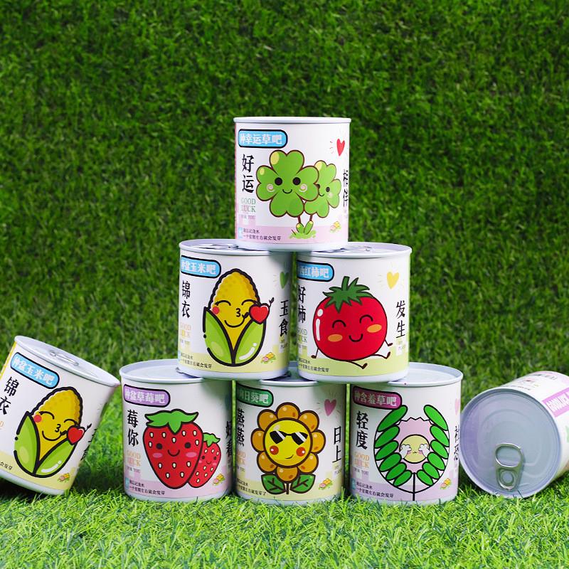 儿童罐头植物盆栽神奇桌面迷你好养创意小盆栽种植草莓向日葵种子 - 图2