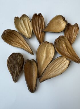 花瓣干花小雏菊龙眼散花