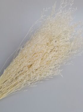 永生漂色情人草干花永生花保鲜花漂白染色天然真花材料花材装饰