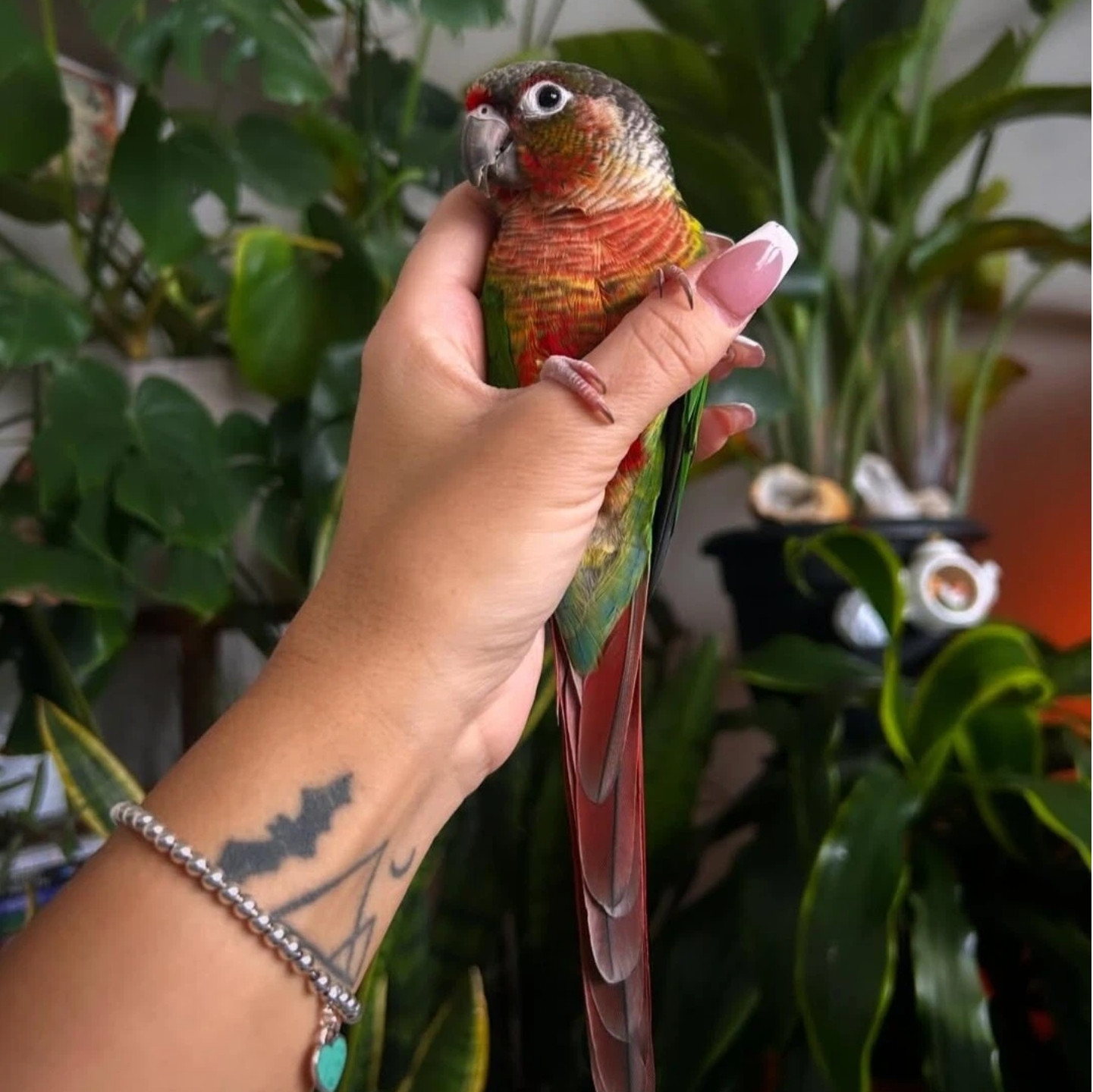 小太阳鹦鹉活体会学说话黄边凤梨绿颊肉桂活体雏鸟小鸟宠物亲人鸟,淘宝优惠券,粉丝福利购,淘宝优惠卷