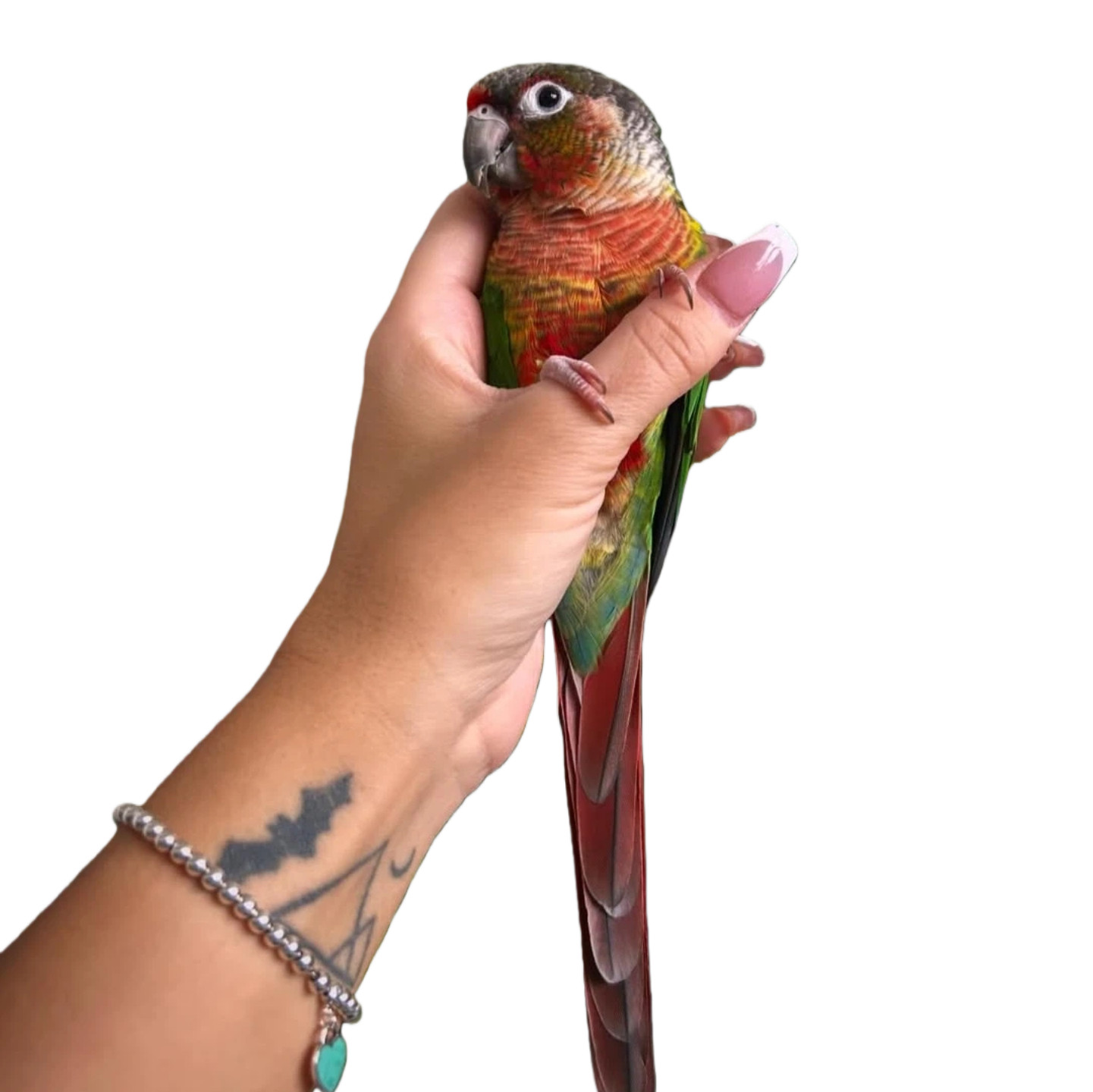 小太阳鹦鹉活体会学说话黄边凤梨绿颊肉桂活体雏鸟小鸟宠物亲人鸟,淘宝优惠券,粉丝福利购,淘宝优惠卷