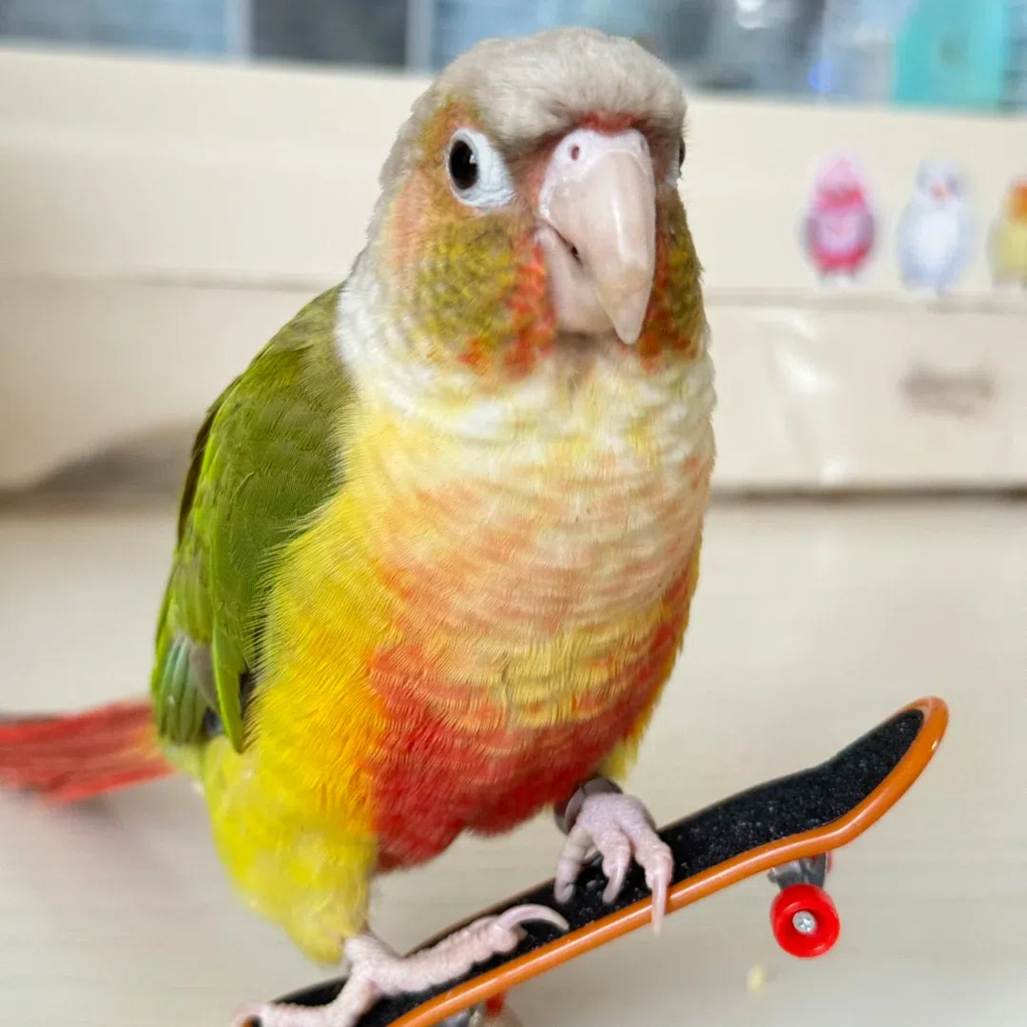 小太阳鹦鹉活鸟会说话手养亲人凤梨黄边肉桂小鸟宠物鸟类半毛雏鸟,淘宝优惠券,粉丝福利购,淘宝优惠卷