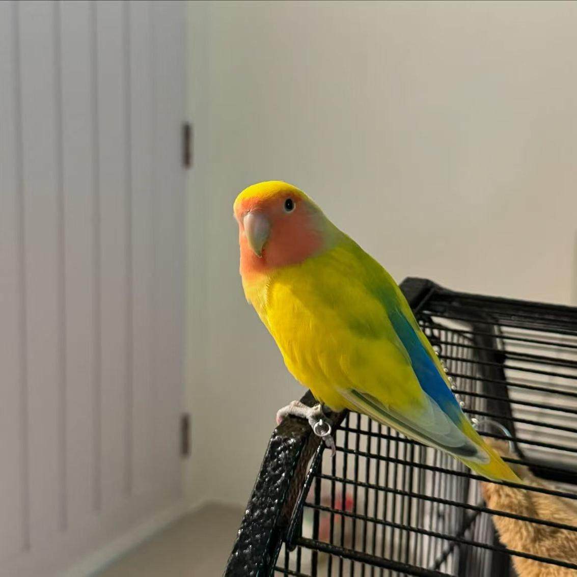牡丹宠物鸟亲人粘人好喂养黄桃绿桃紫罗兰绿金顶会学说话活体鹦鹉,淘宝优惠券,粉丝福利购,淘宝优惠卷