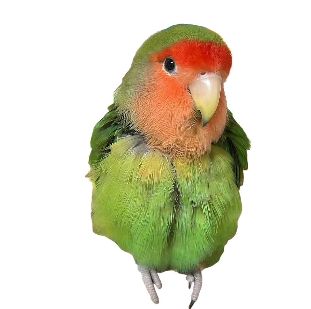 牡丹宠物鸟亲人粘人好喂养黄桃绿桃紫罗兰绿金顶会学说话活体鹦鹉,淘宝优惠券,粉丝福利购,淘宝优惠卷