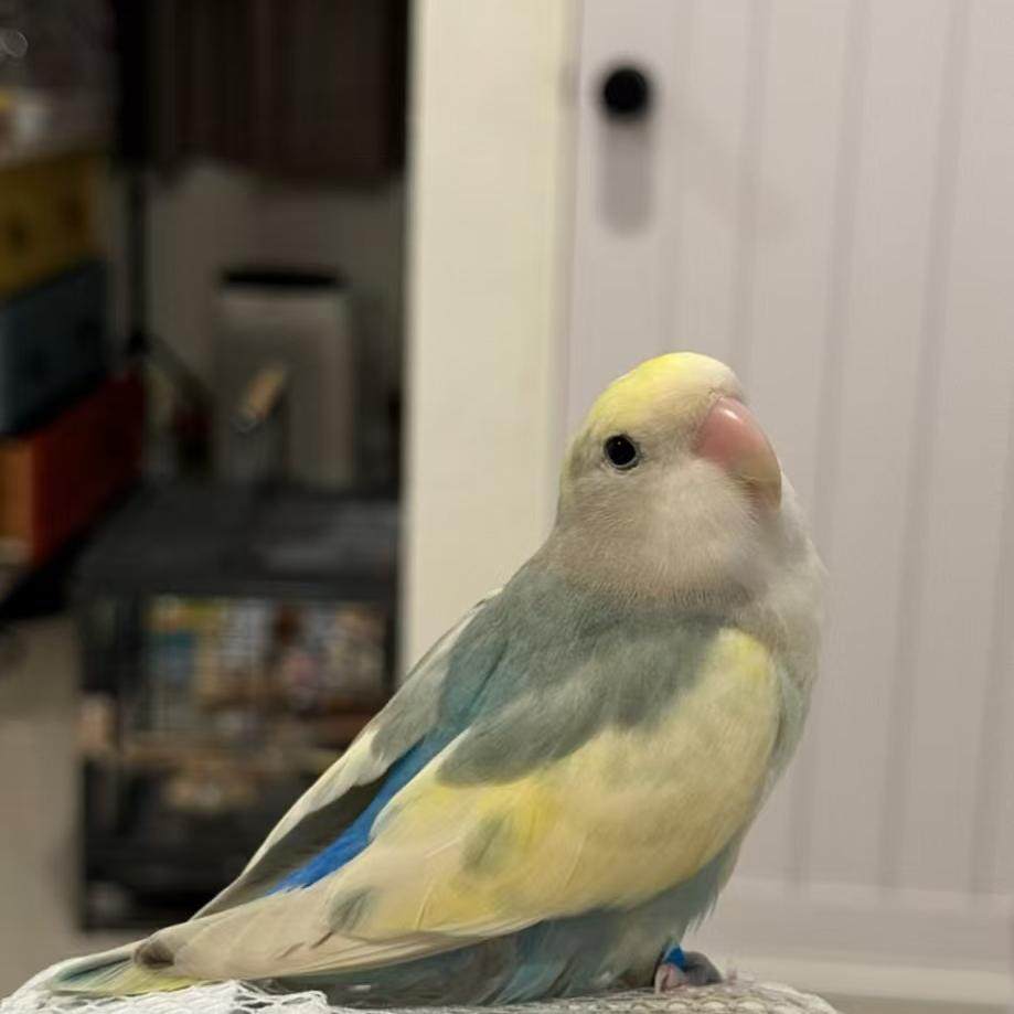 牡丹宠物鸟亲人粘人好喂养黄桃绿桃紫罗兰绿金顶会学说话活体鹦鹉,淘宝优惠券,粉丝福利购,淘宝优惠卷