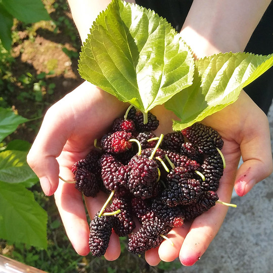 Asi Farm Morera Seca Sin Enjuague Sin Arena Fresca y Lista para Comer