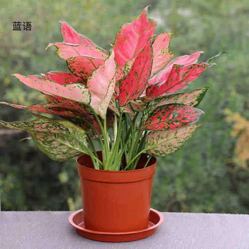 如意皇后花盆栽 彩色粗肋草万年青类绿植花卉 非常好养的室内植物 - 图1