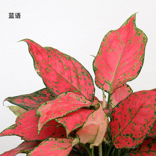 如意皇后花盆栽 彩色粗肋草万年青类绿植花卉 非常好养的室内植物 - 图0