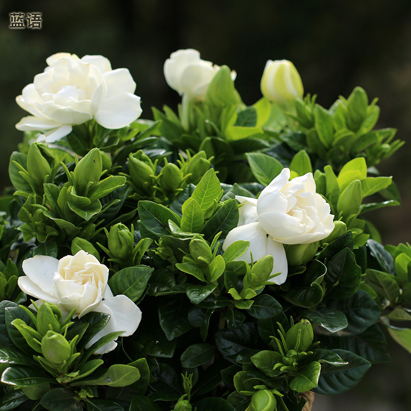 栀子花盆栽 带花出售 室内花卉绿植开花植物四季阳台庭院花园绿化 - 图0