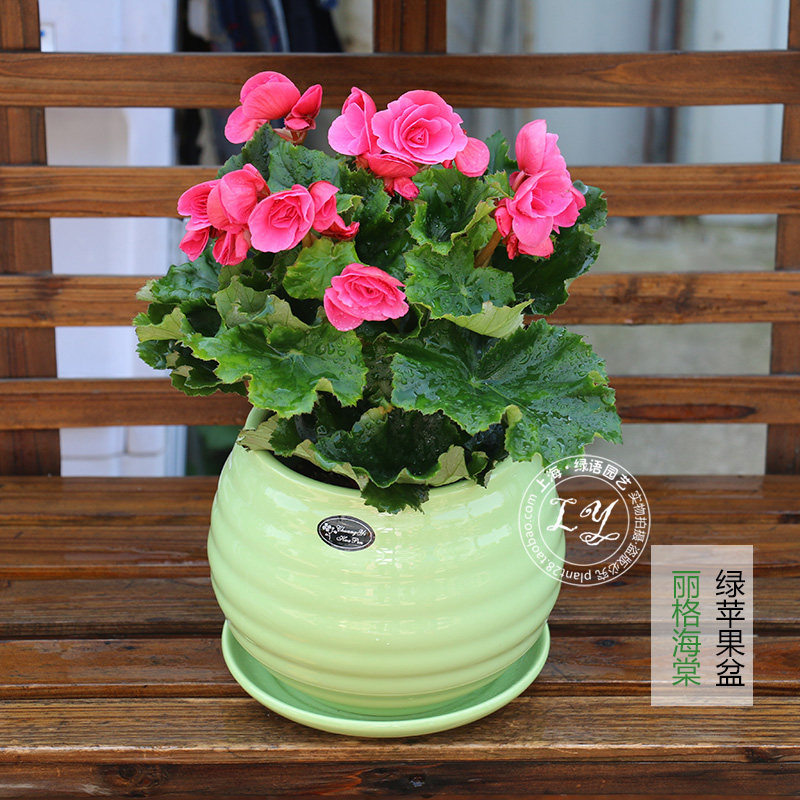 海棠花盆栽 室内阳台客厅办公室观赏绿植花卉观花植物 送货上门,淘宝优惠券,粉丝福利购,淘宝优惠卷