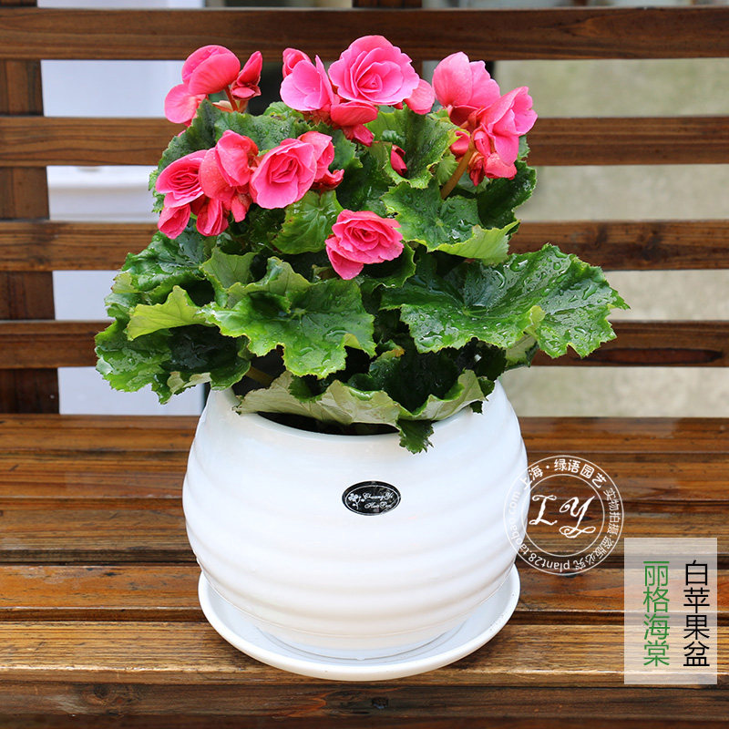 海棠花盆栽 室内阳台客厅办公室观赏绿植花卉观花植物 送货上门,淘宝优惠券,粉丝福利购,淘宝优惠卷