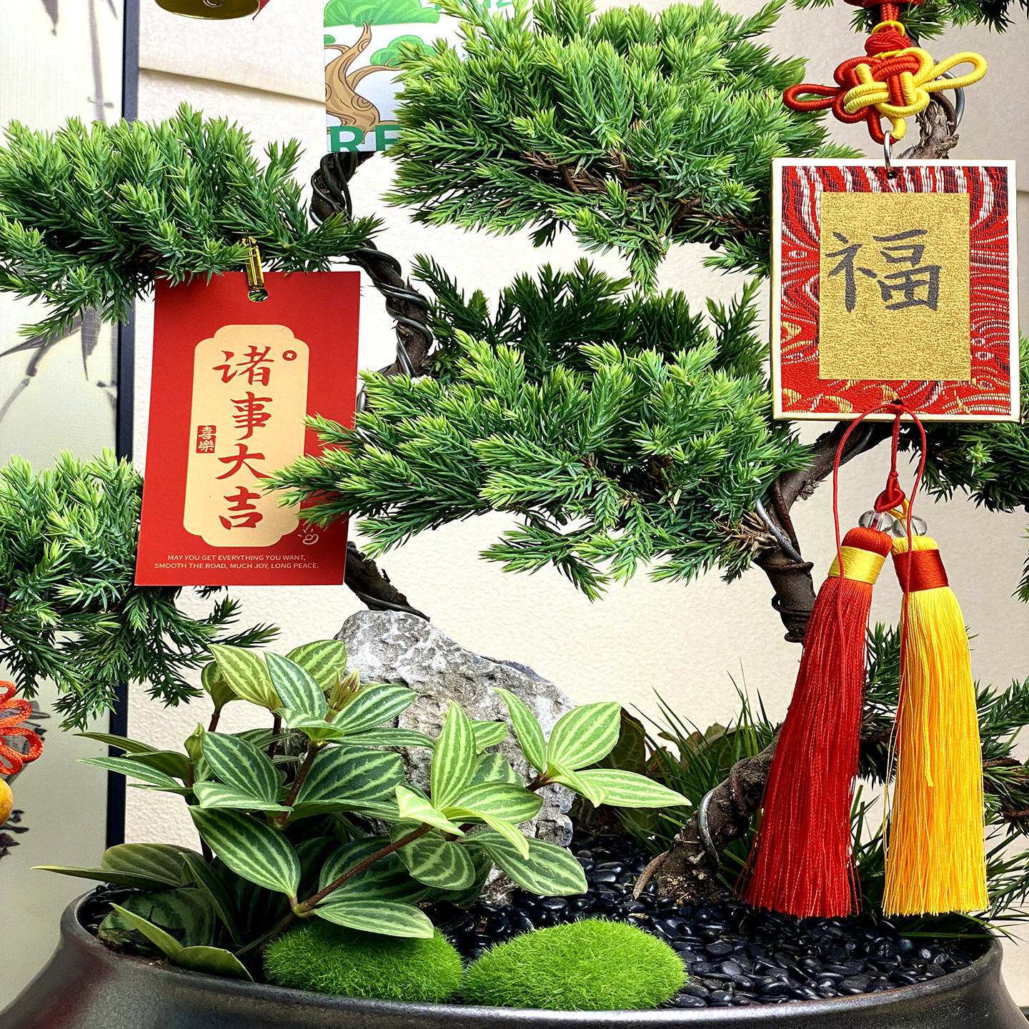 五层塔松盆栽迎客松树盆景客厅高档名贵绿植室内植物乔迁开业礼物,淘宝优惠券,粉丝福利购,淘宝优惠卷