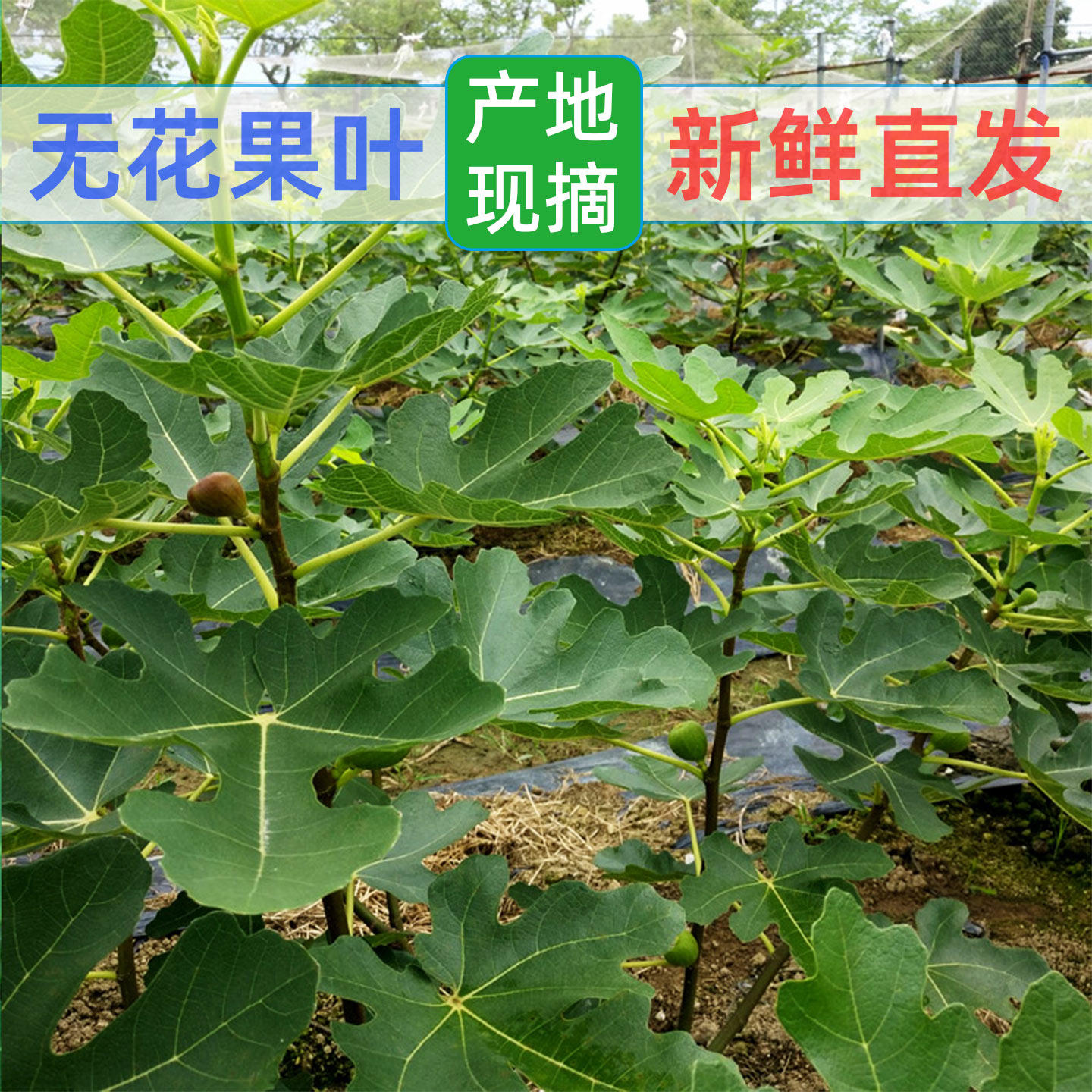 新鲜无花果树叶子500g广西产地现摘现发加冰发货包邮