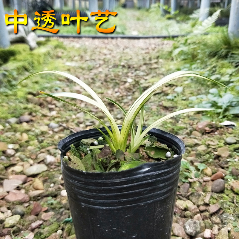 兰花送春正宗漂亮中透线艺叶艺兰草花艺双全精品绿植物花卉盆栽_虎窝淘