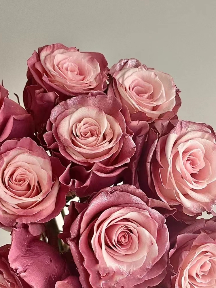 厄瓜多尔豆沙粉mauve roses 玫瑰生日求婚花七夕广州花店全国包邮 - 图3