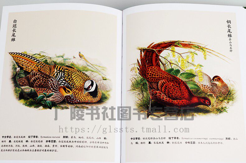 亚洲鸟类图鉴 约翰古尔德 亚洲鸟类科普百科版画欣赏作品集艺术图鉴作品集自然动物知识基础动物保护鸟类生存习性科普 江苏凤凰