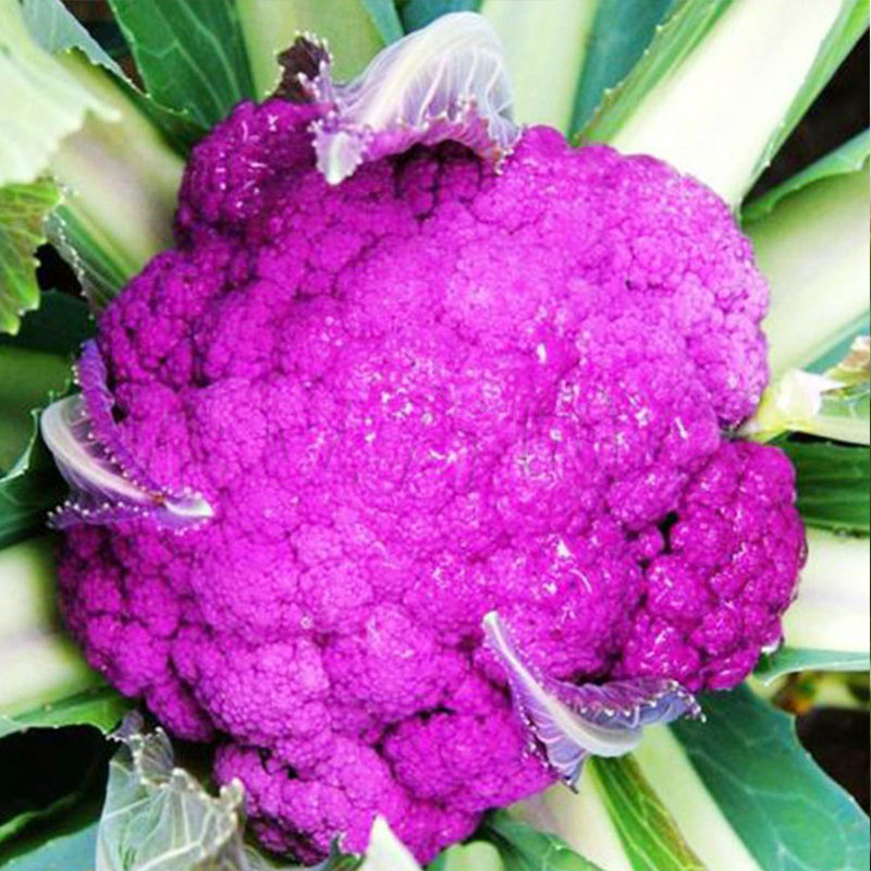 彩色花椰菜种子有机花菜种籽绿黄紫花菜种四季蔬菜种孑农家春秋季