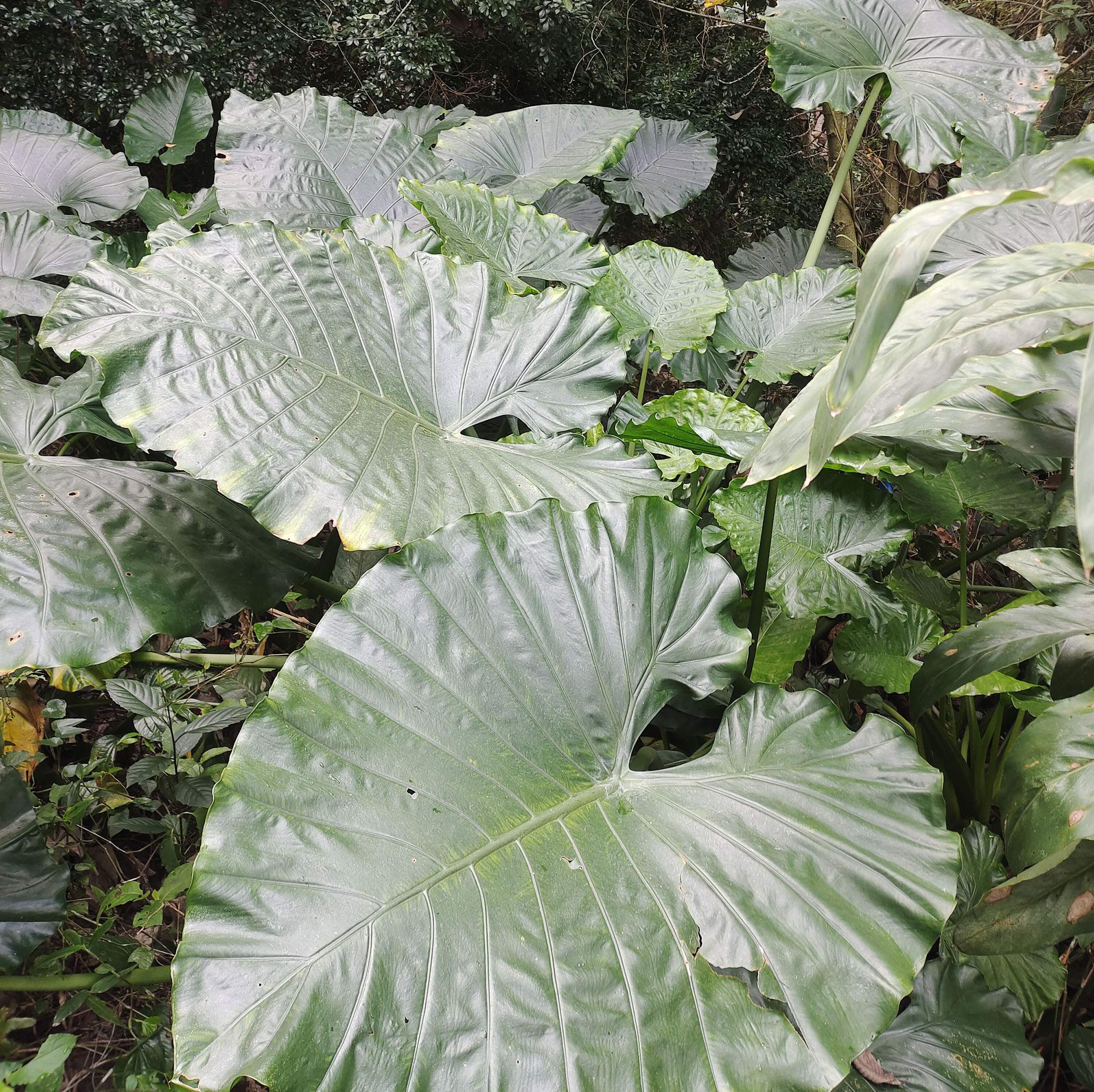 野生大叶滴水观音盆栽 霸王芋老桩盆景室内绿植花卉水土培 吸甲醛 - 图2