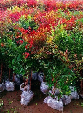 火焰红天竹苗盆景盆栽南天竹树苗绿化苗木庭院观果观叶植物南天竺