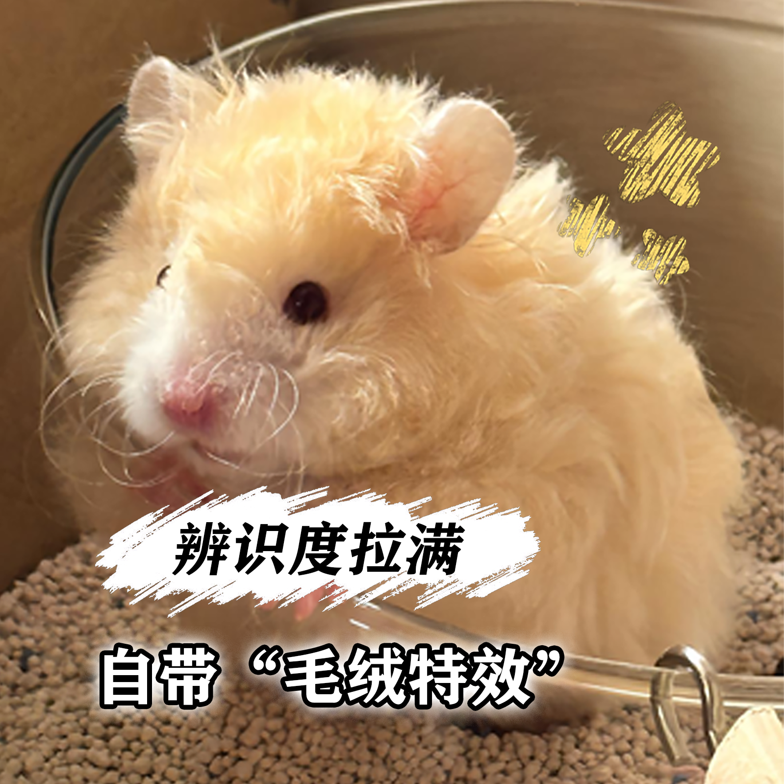 【藤盒】家养稀有卷毛金丝熊活物黑火密波利肉桂鸽灰高颜值小仓鼠,淘宝优惠券,粉丝福利购,淘宝优惠卷