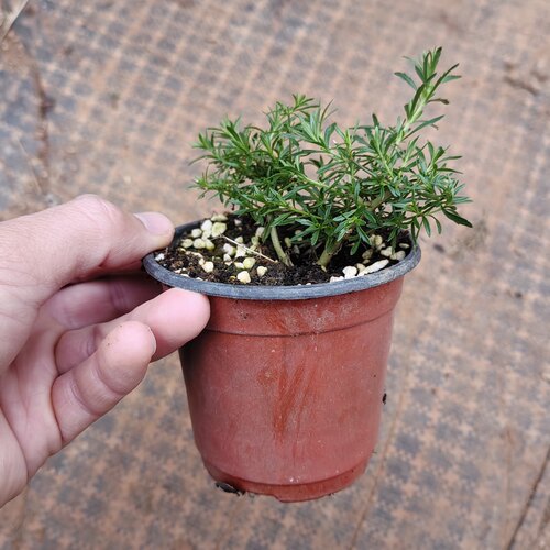 哈密瓜地肤盆栽 芳香 常绿耐寒耐热 多年生易开花好养阳台盆栽植 - 图1