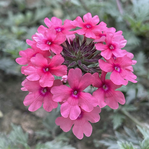 满24元包邮细叶美女樱花苗祥和系列多年生庭院植物耐热耐寒易开花 - 图1