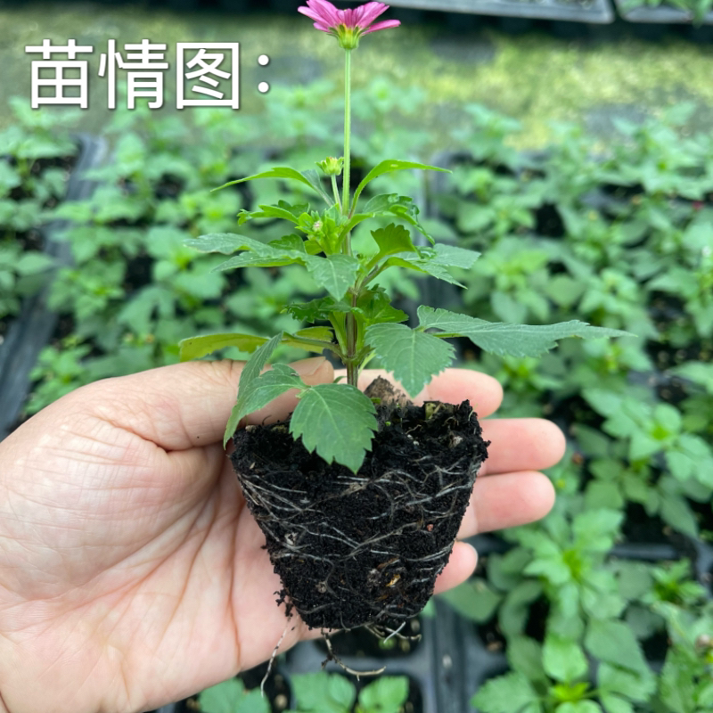 满18元包邮粉色鬼针草苗 盆栽虾钳草花期长开花机器 露天可养耐热 - 图0