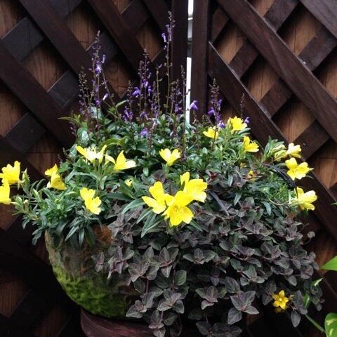 满24元包邮 黄芩“蓝火”苗蓝紫色系线条植物 耐热花园宿根庭院 - 图1