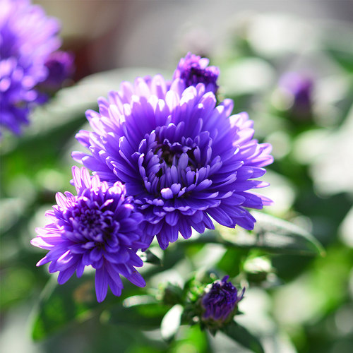 满24元包邮紫菀荷兰菊 花苗 小卡罗 多年生耐热耐寒宿根庭院植物 - 图1