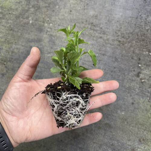满24元包邮垂吊半边莲花苗 六倍利花苗  翠蝶花 易养草本阳台庭院 - 图0