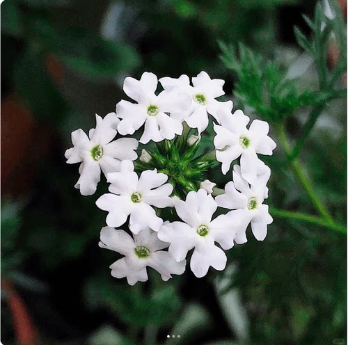 满24元包邮细叶美女樱花苗祥和系列多年生庭院植物耐热耐寒易开花 - 图0