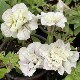 Hanging petunia seedlings in cold-resistant and explosive pots