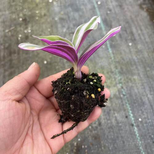 婚礼油画吊兰苗  观叶植物胭脂云室内外阳台盆栽绿植粉紫色 - 图0