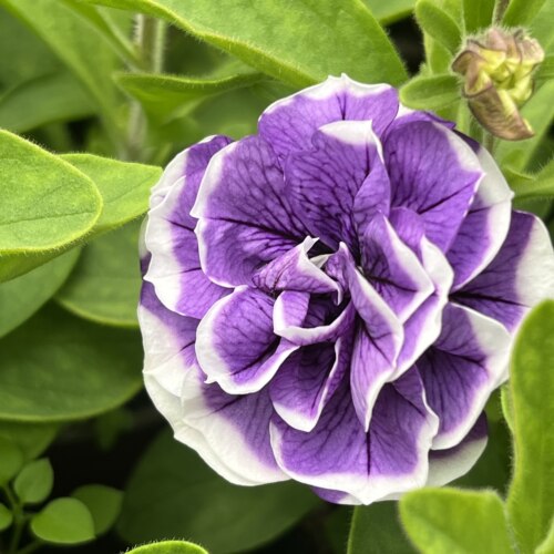 满24元包邮矮牵牛花苗 垂吊 重瓣冰淡紫 伊丽莎白 星空 苏糖泡泡 - 图3