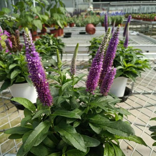 满24包邮 穗花婆婆纳苗 花园阳台花卉多年生花期长喜阳耐半荫 - 图1