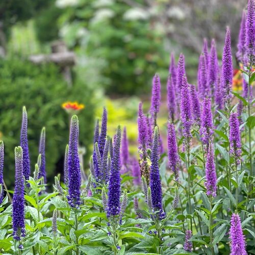 满24包邮 穗花婆婆纳苗 花园阳台花卉多年生花期长喜阳耐半荫 - 图3