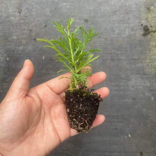 满24元包邮玛格丽特花苗50穴盘 茼蒿菊 木春菊 庭院花园易开花 - 图1