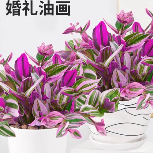 婚礼油画吊兰苗  观叶植物胭脂云室内外阳台盆栽绿植粉紫色 - 图1