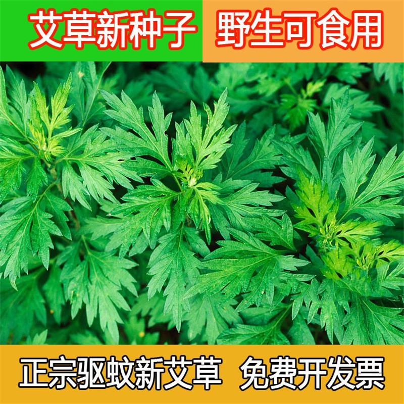 艾叶艾草种籽子野生香艾草苗食用青团大叶艾蒿青蒿种籽四季驱蚊草-图1