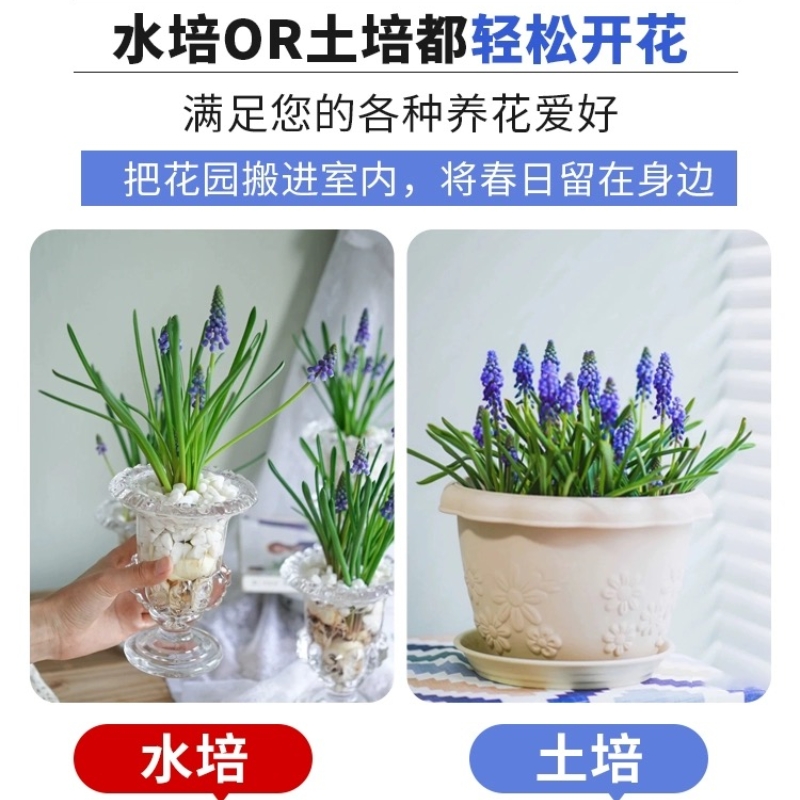 葡萄风信子种球水培花卉好养易活庭院耐寒冬季室内盆栽植物郁金香 - 图2