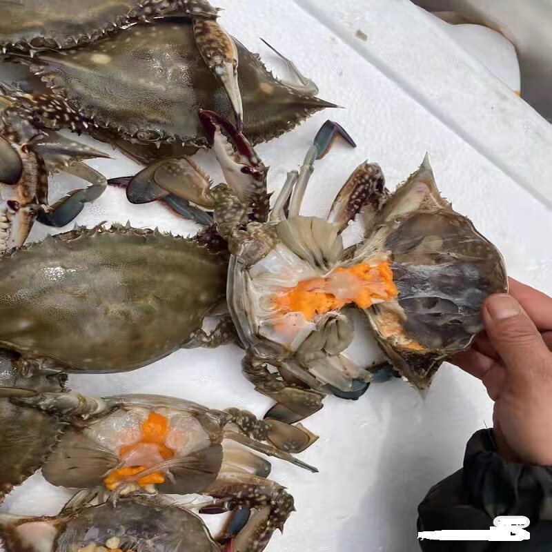 满黄膏鲜活包肥三斤黄海野生母梭子蟹白蟹大飞蟹海蟹海鲜水产顺丰