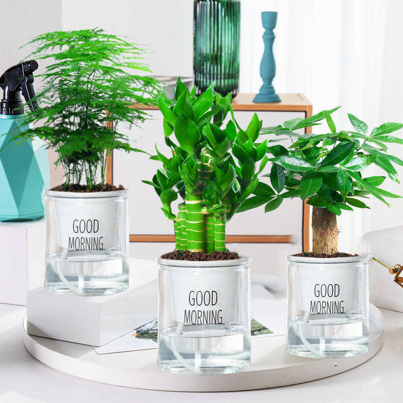 荷花竹观音富贵竹水培植物带根花卉绿植办公室内盆栽易活好养绿萝,淘宝优惠券,粉丝福利购,淘宝优惠卷