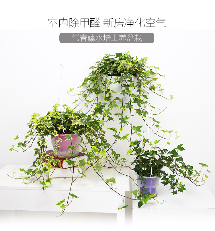 金边常春藤盆栽水培花卉植物室内垂吊兰绿植好养常青长青藤