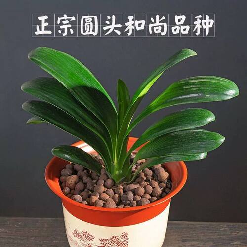 君子兰盆栽四季老苗花卉植物室内庭院水培绿植好养圆头和尚大小苗 - 图1