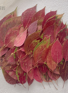 香樟叶红叶 押花压花真树叶植物标本天然拍照背景儿童手工diy材料