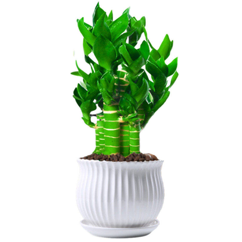 荷花竹观音富贵竹水培植物带根花卉绿植办公室内盆栽易活好养绿萝,淘宝优惠券,粉丝福利购,淘宝优惠卷