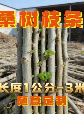 天然桑树枝干花装饰材料现剪新鲜桑树树枝枝条现剪棒木条经络桑枝