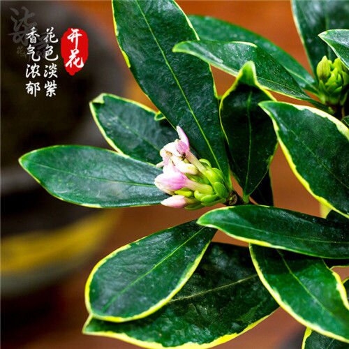 金边瑞香耐寒花卉观花植物室内带花浓香型观花盆栽四季盆景绿植花 - 图2