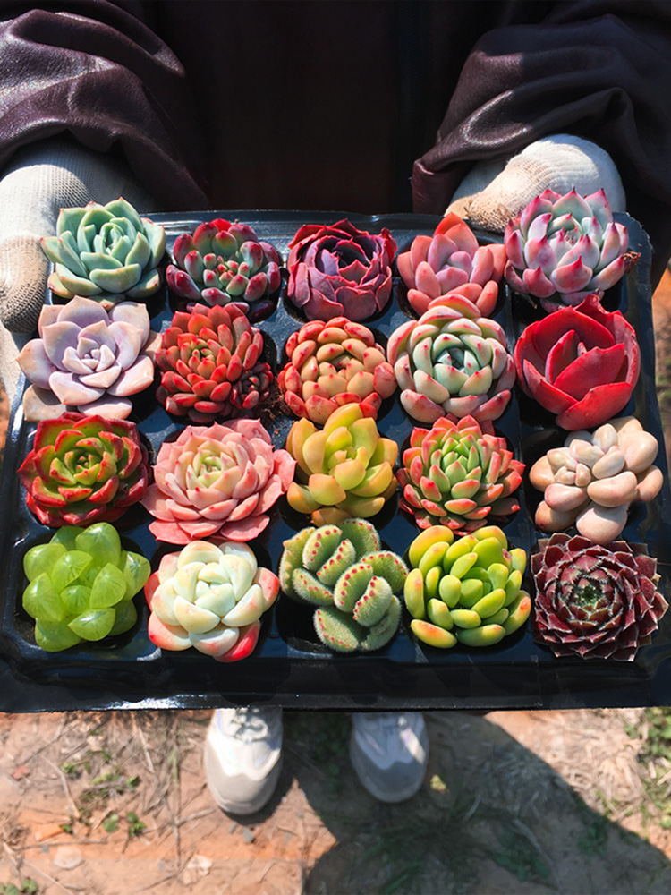 多肉植物室内组合小花卉秋天盆栽冰梅套餐办公桌新款绿植含盆带土-图3