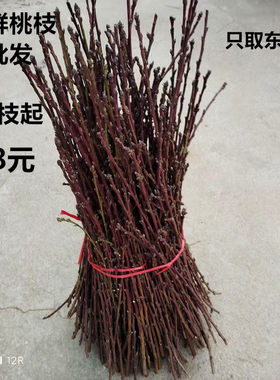 苏北新鲜野生桃枝只取东南枝条过年家用新生儿出院乔迁随身树枝